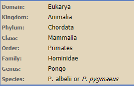 Orangutan Classification